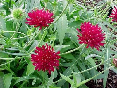 Knautia macedonica